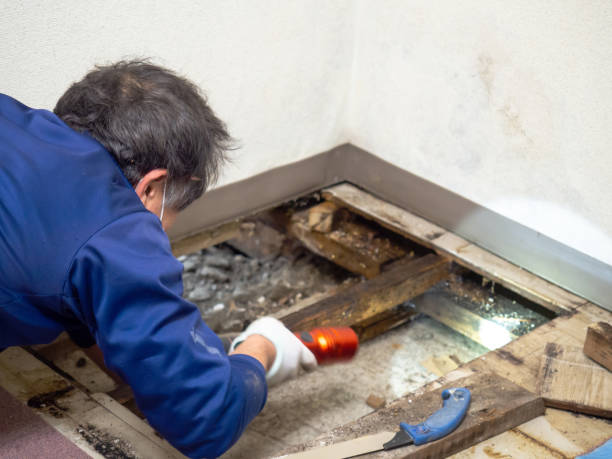 Best Crawl Space Mold Removal  in Edgewood, TX