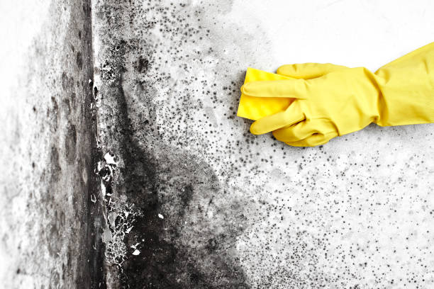 Best Home Mold Removal  in Edgewood, TX