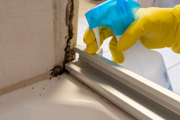Best Home Mold Removal  in Edgewood, TX