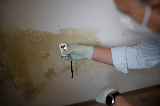 Best Mold Remediation  in Edgewood, TX