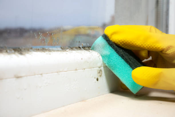 Best Attic Mold Removal  in Edgewood, TX
