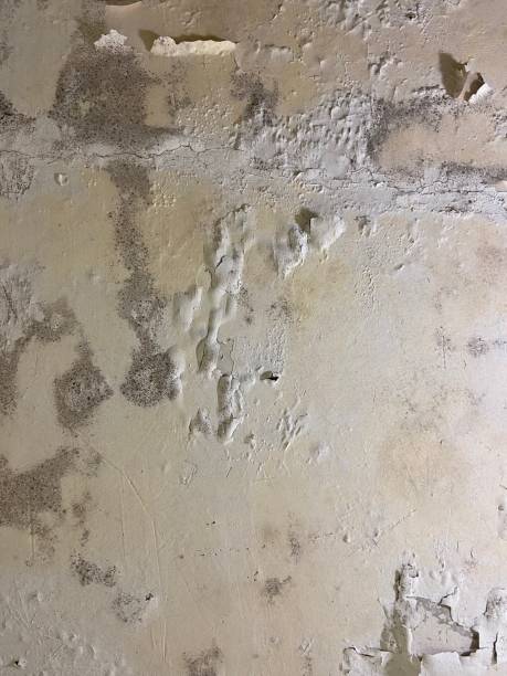 Best Certified Mold Removal  in Edgewood, TX
