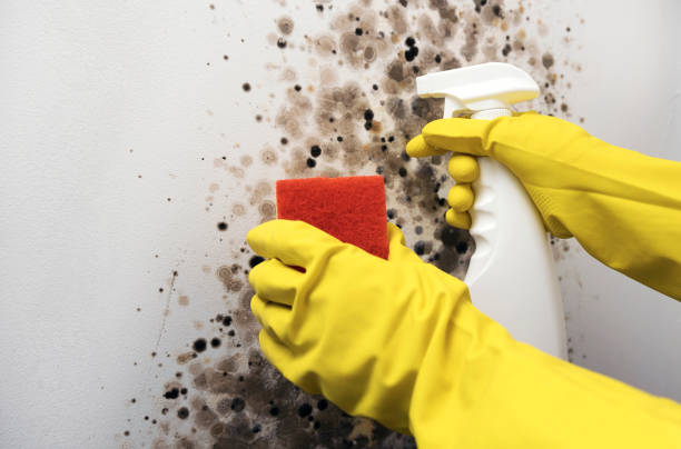 Best Local Mold Removal Service  in Edgewood, TX