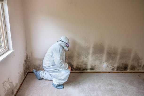 Home Mold Removal in Edgewood, TX