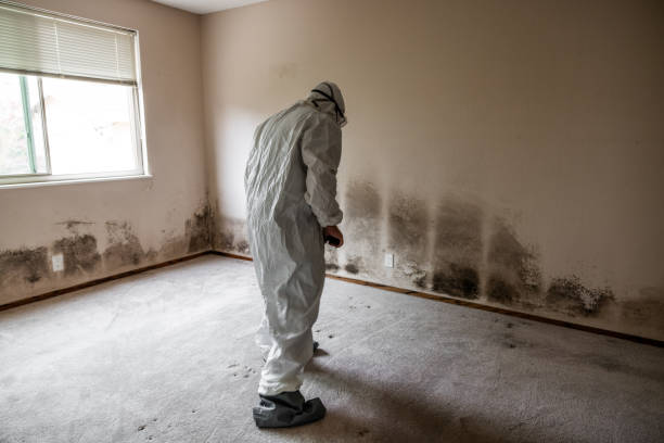 Professional Mold Removal in Edgewood, TX