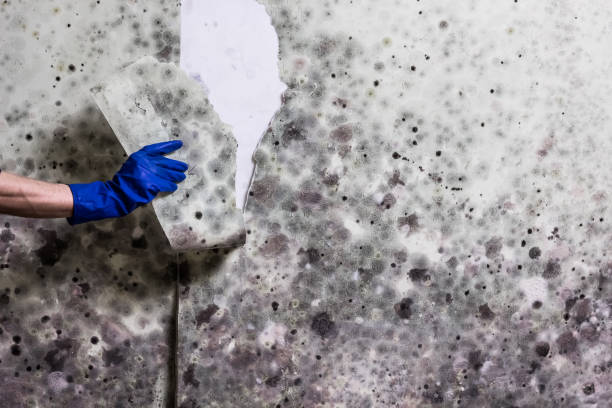 Best Same-Day Mold Removal  in Edgewood, TX